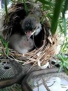 家裡鳥築巢